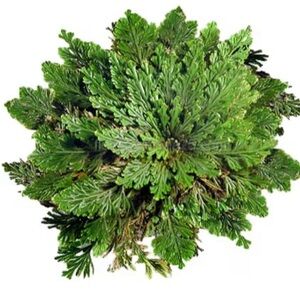 Holy flower or Flor de Jerico